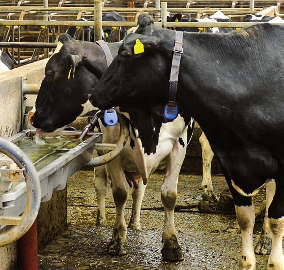 Försäkra dig mot produktionsstörningar Djuren kontaminerar och sprider bakterier Mängden bakterier i det inkommande vattnet kan variera beroende på årstid, nederbörd och temperatur.