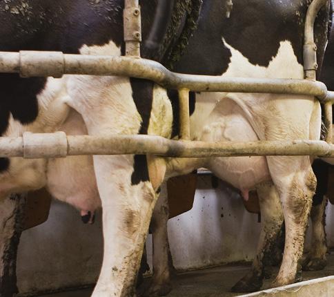 Anolytech Spen-Gel Anolytech Spen-Gel är en specialutvecklad produkt som skall blandas med Anolyt-pH, med ph 6,0 7,0, för effektiv desinfektion och mjukgörning av spenar och juver efter mjölkning.