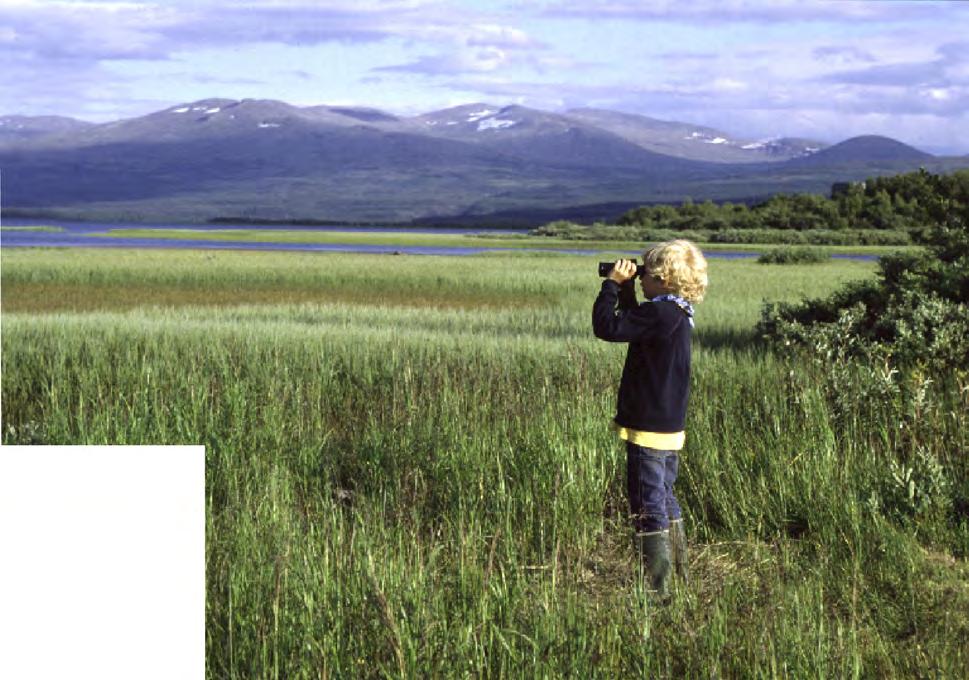 Ånnsjöns fågelstation 20 år Ulla Falkdalen Fågelstationen firade 20-årsjubileum 2008.