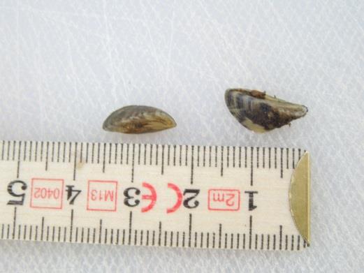 Under 2014 till 2016 har musslorna på odlingen börjat tillväxa, men de finns inte över hela odlingssubstratet mellan ytan och bottnen.