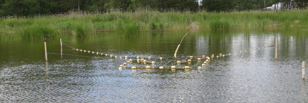 4.7.2 År 2011 Fisket under säsongen 2011 gav som väntat betydligt mindre fisk, trots något längre fiskesäsong i båda ändar. Det fångades och togs bort 14 ton vitfisk.