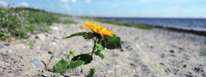 EKONOMI Målet för perspektivet ekonomi är: Kävlinge kommun ska, med en god ekonomisk hushållning och ett effektivt resursutnyttjande, ha en handlingsberedskap för framtiden.