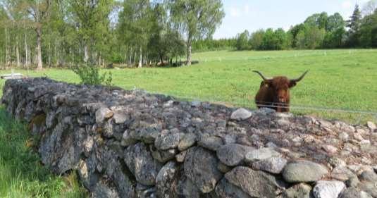 Stenbefriade åkrar, öppna betade marker