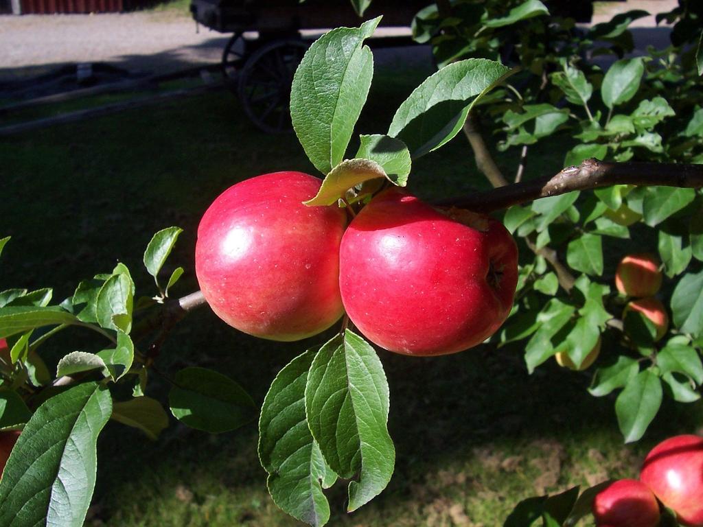 Äppelvecka Åldersgrupp: alla åldrar Tid: 28 september 1 oktober 10.00, 11.15 och 13.30 Längd: cirka 1 timme Max antal: 30 Tillgänglighet: Hårdgjorda grusvägar. Ramp finns till utställningslokal.