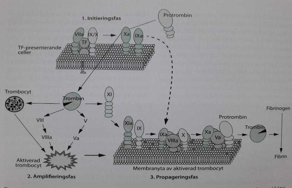 10 och protrombin måste genomgå en modifiering i samband med syntesen i hepatocyterna för att kunna binda till fosfatidylserin innehållande cellmembran och på det sättet uttrycka en maximal biologisk