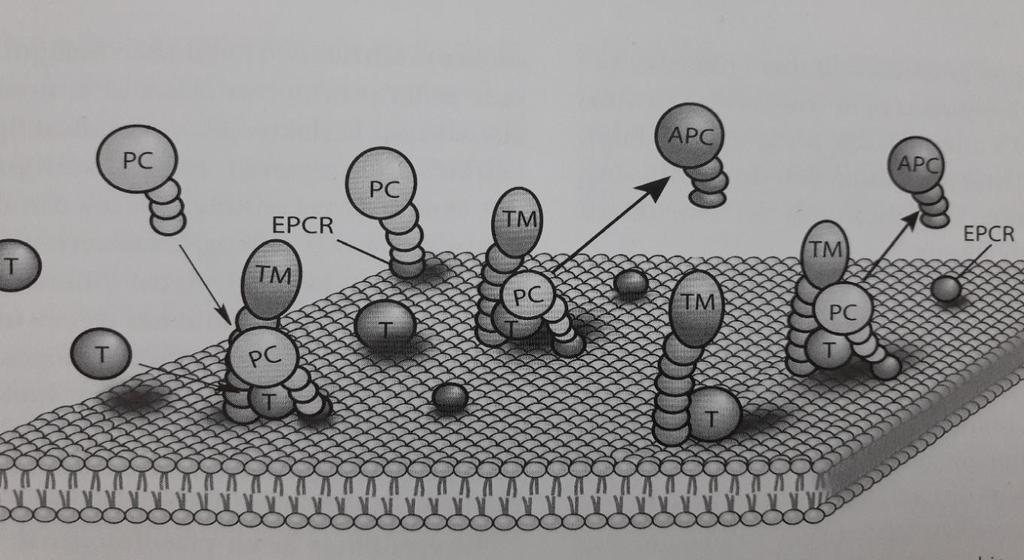 plasma för enzymhämmarkomplexen är ganska korta, ca 20 minuter. (Nilsson-Ehle, et al. 2013, 188) 14 Figur 3: Aktivering av protein C. (Nilsson-Ehle, et al. 2013, 189) Protein C antikoagulationssystemet har stor betydelse för regleringen av blodcirkulationen in vivo.