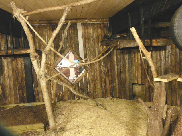 Fig 2. Bilder av näsbjörnarnas hägn. På bilden till vänster syns i det högra hörnet huset där näsbjörnarna ofta ligger på taket och vilar.