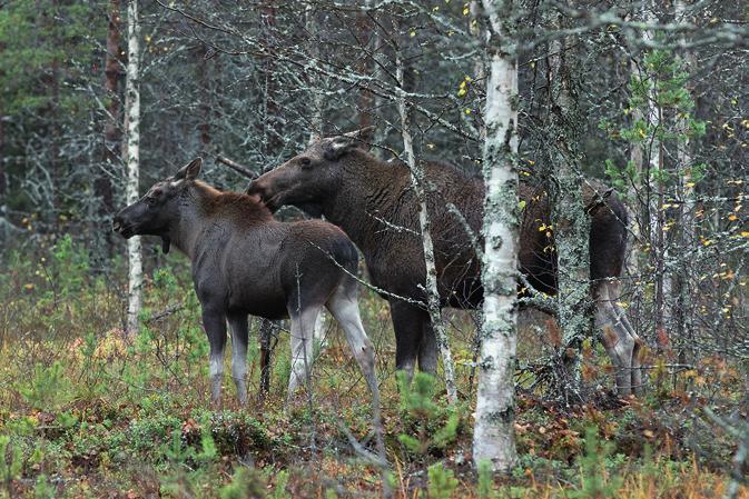 3 Identifiering Då älgen närmar sig iaktta situationen lugnt och identifiera djuret med säkerhet innan man skjuter. Var inte girig på skjutsituationer.