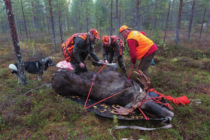 6 Talkoarbete och uppskattning av stammen Meddela i Oma riista -tjänsten älgbytet och älgobservationer gjorda i samband med jakten.