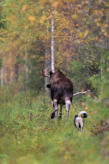 Den höstliga älgjakten är en traditionell förenings- och sällskapsjakt, i vilken årligen deltar över 100 000 jägare i Finland.