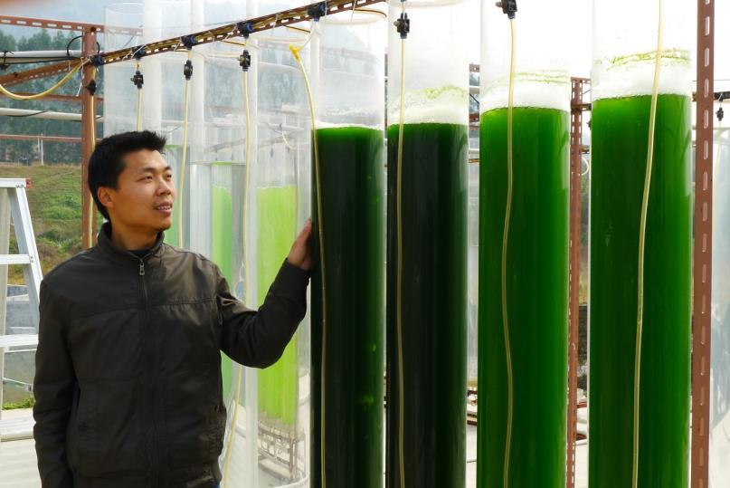 micro algae NIBIO,