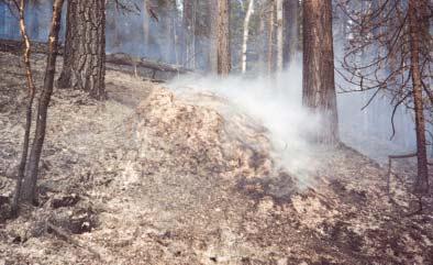 Skogsbranden Bränder är i vår del av världen naturliga fenomen som funnits i årmiljoner.