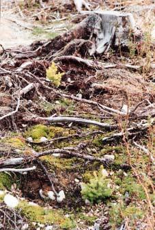 Granplanteringen Den här skogen avverkades 1992, markbereddes med harvning, planterades med gran året därpå och röjdes 2002.