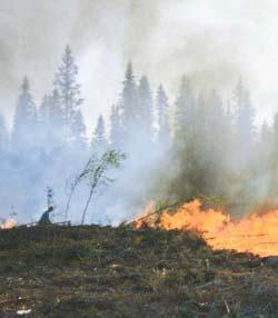 Hyggesbränningen Här avverkades skogen 1992 och i juni samma år hyggesbrändes området. 1993 planterades tall (täckrotsplantor).