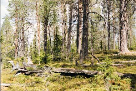 Naturskog tall Naturskogen Skogen på denna myrholme har uppkommit på naturlig väg, utan sådd eller plantering från människans tjänst.