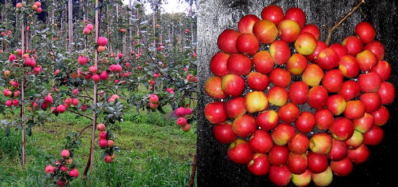 och bioteknik, SLU Alnarp Sverige Lantbruksuniversitet Fakulteten för landskapsplanering,