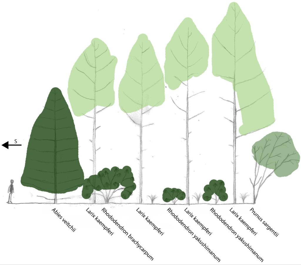 Utveckling Balansen mellan fujigranarnas och rhododendrobuskarnas tillväxt gentemot hur tätt intilliggande lärkträd står är centralt för pelarsalens utvecklingsförslag.