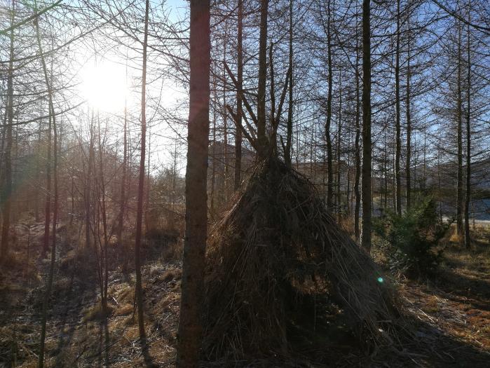 För att beståndet inte ska inge ett allt för enhetligt intryck så har buskskiktet utökats genom inplantering av ytterligare rhododendron.