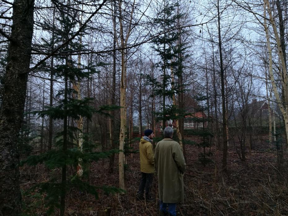 praktrododendron (Rhododendron yakushimanum) och klockbuske (Enkianthus campanulatus). Figur 25: Bild inifrån Lärkskogen med barrväxter.