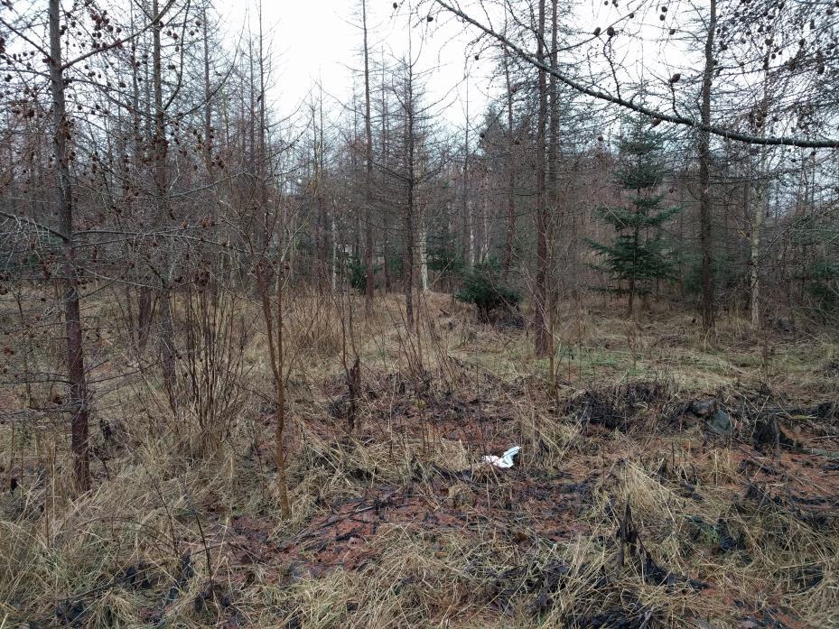 Zon 4 - Magnoliagläntan Strategiskt placerad, i den japanska lärkskogens mest centrala delar ligger Magnoliagläntan.