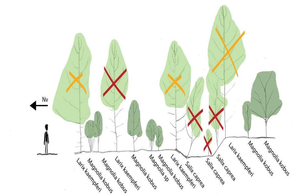 Skötselstrategier Vid första gallringstillfälle ska samtlig sälgvegetation tillsammans med lärkträd avverkas enligt princip som de röda kryssen förmedlar.