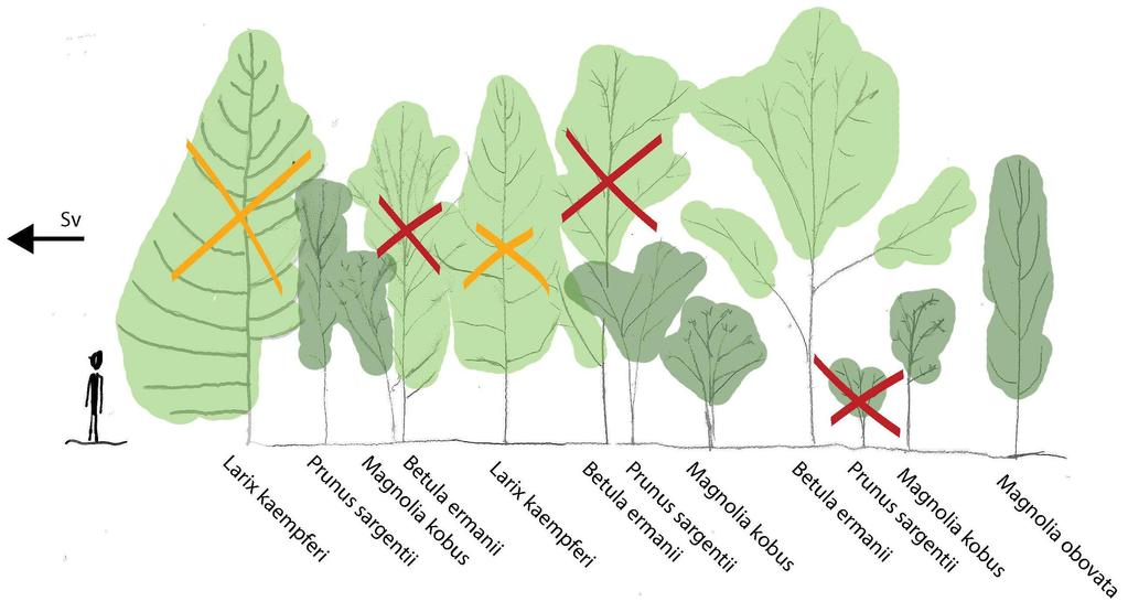 Skötselstrategi Först ska träd med röda kryss gallras bort. Pionjära arter som lärk och kamtjatkabjörk växer för tätt och konkurrerar med de sekundära arterna, som i detta fall är magnolian.