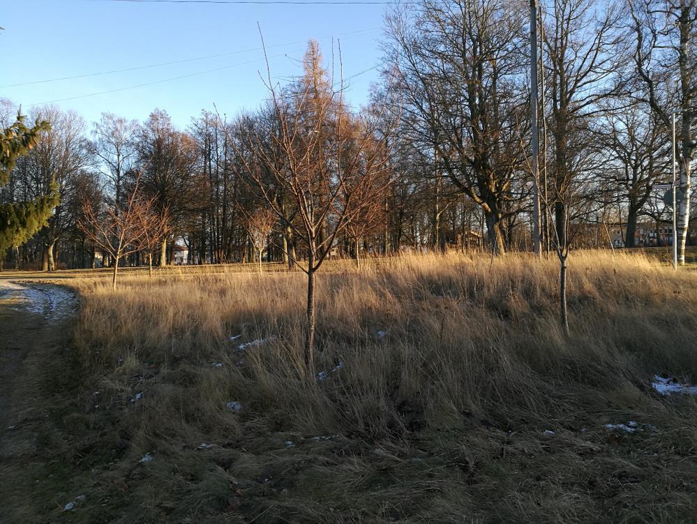 Zon 6 - Körsbärslunden Detta är den minsta av samtliga zoner, både ytmässigt och vegetationsmässigt.