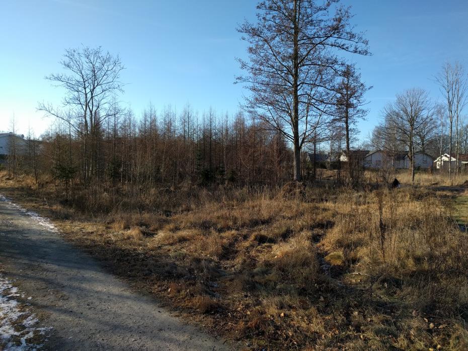 Skötselstrategi Röjning av sälg och albuskar samt annat vedartat sly varje vår. Avfallet samlas ihop och tas bort efter utfört arbete.