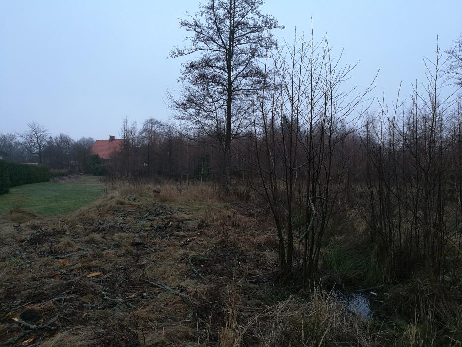 Håll borta gräs kring de buskar som idag är överväxta eftersom detta hämmar tillväxten. Enstaka alträd kan lämnas som en åtgärd för att minska överskottsvattnet.