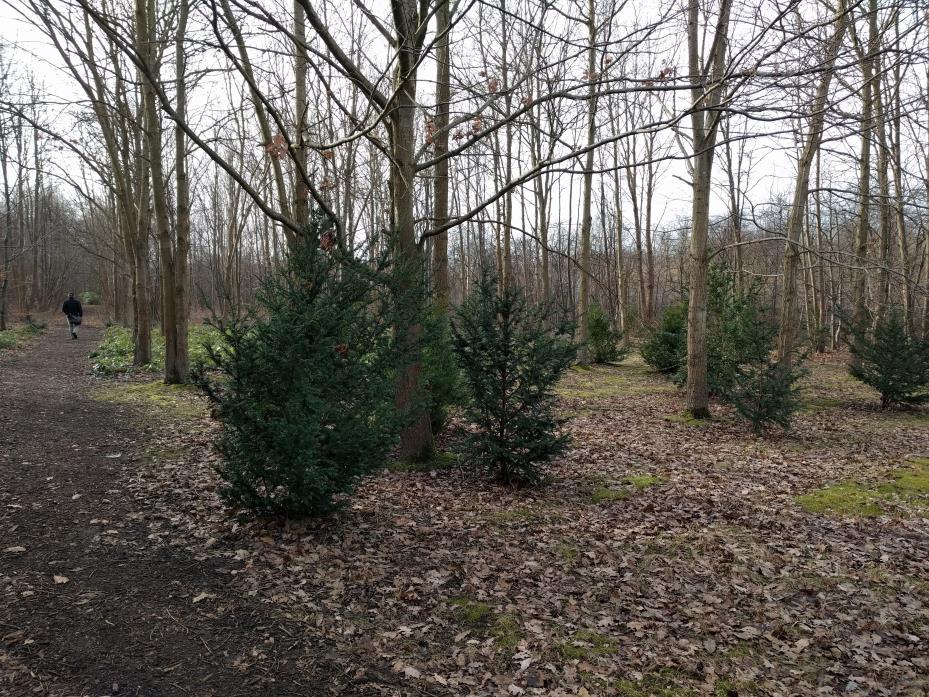 Förslag Sträckningen av stigen skall gå enligt ritningen (se figur 47). Stigen består av en huvudled som slingrar sig genom alla parkens zoner.