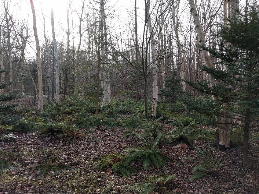 Fältskikt I tidigare beskrivningar av lärkskogens zoner nämns det att fälskiktet främst består av höga bredbladiga gräs och kvävegynnade örter som exempelvis brännässlor.