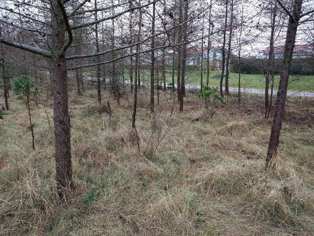 Förslag Fältskiktet bör därför utvecklas med tuffa, konkurrenskraftiga arter som kan växa över och förhoppningsvis konkurrera ut det nuvarande fältskiktet.