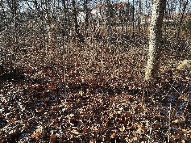 På något torrare marker kan träjon (Dryopteris filix-mas) planteras som har ett liknande utseende och blir ca 1 meter hög.