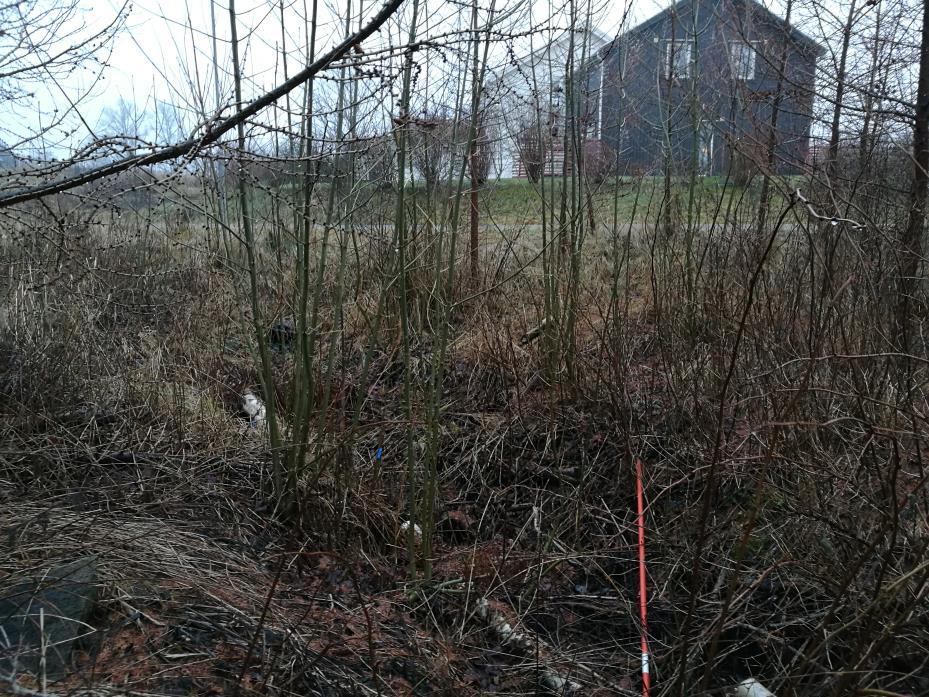 I dagsläget behövs det en direkt vårstädning av lärkskogen då den idag ger ett stökigt intryck (se figur 57).
