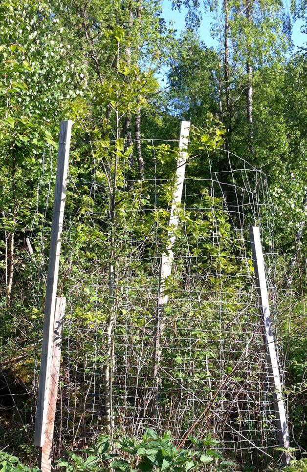 En färghink i plast har använts som skydd för ekollonen. En ensam planta har tagit sig av de 3-4 ollon som sattes och den sticker upp ur hinken.