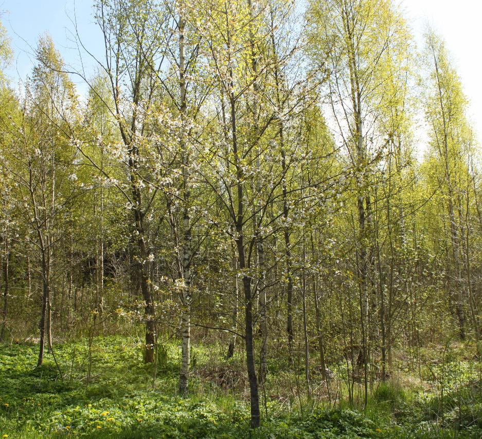 METOD 6 Helplantering med både ek och amträd. Vi gjorde det för 14 år sedan på 1 ha skogsmark som kalavverkats. Det var så stenigt och ojämnt så att hägna med nät hade blivit väldigt dyrt.