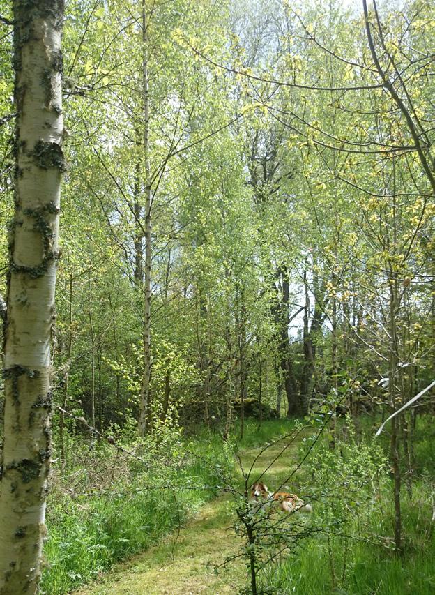 METOD 7 Helplantering med hägn som i vårt fall inte har lyckats hålla viltet utanför. Kostnad i vårt fall ca 120 000 kronor för hela projektet på 4 ha.
