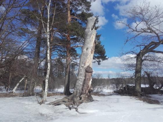 Pinus sylvestris - Tall En vårvinterdag fick vi äntligen till det. Jag och David Tverling hade pratat om det vid flera tillfällen, vi skulle till Kaninholmarna.