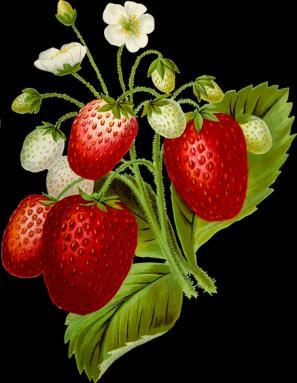 00 Traditionellt midsommarfirande, dans och lekar,