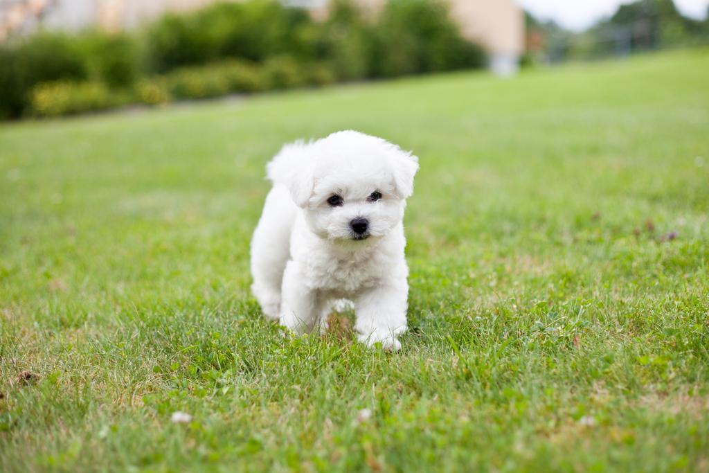 BICHON FRISÉ