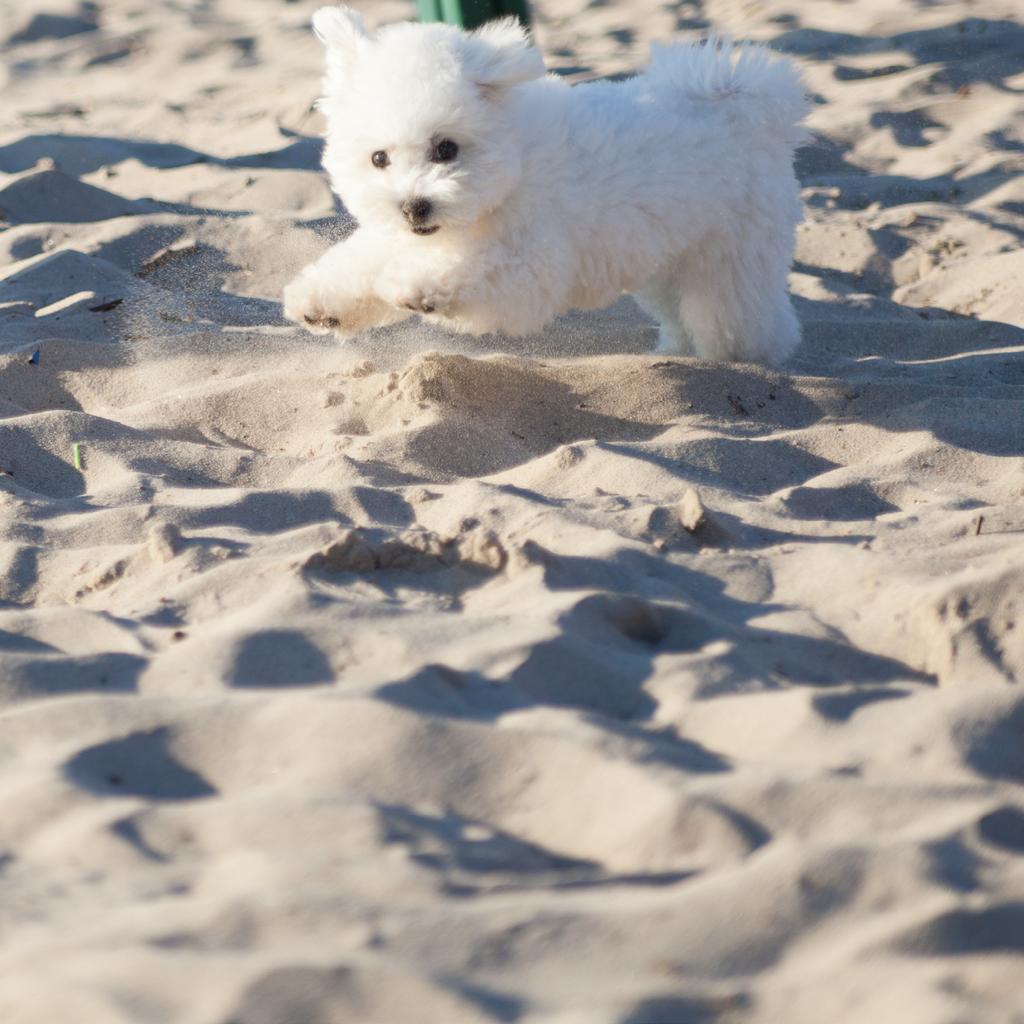 BLI MED BICHON FRISÉ Innehåll Bli med Bichon Frisé 1 Bichon Frisé historiskt 2 Fakta om rasen 5 Aktivering 6 Fördelar med rashund 8 Pälsvård 11 Tips på vägen 12 Läser du den här broschyren har du