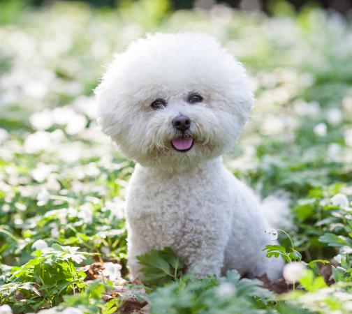 BICHON FRISÉ HISTORISKT Det finns många hundraser, vilken ska man välja? Att kontrollera vilken uppgift en hund hade förr kan vara en nyckel till att hitta rätt för just dig.