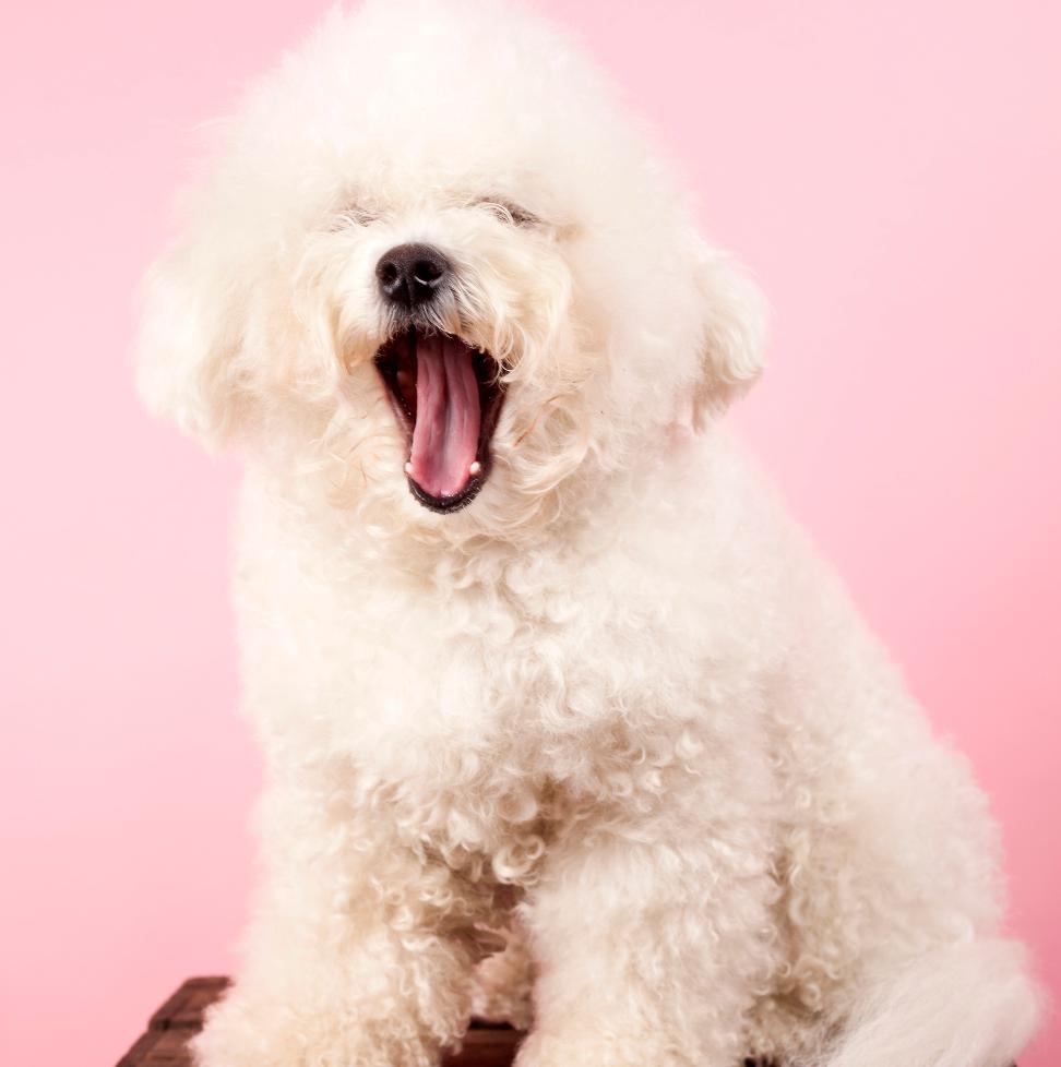 PÄLSVÅRD En Bichon Frisé är en stolt bärare av mycket päls. För att hålla pälsen i gott skick behöver den omvårdnad och en del tid, allt för att hunden ska må så bra som möjligt.