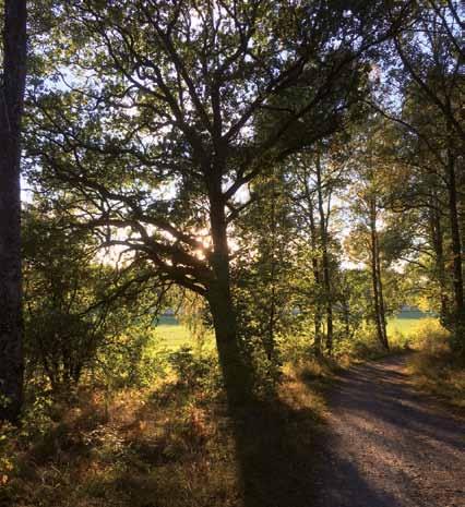 Jag talade till trädet Och trädet svarade Vem är du som inte tror på din