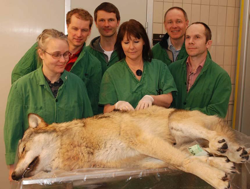 Miljöprover från nio olika övervintringsplatser för fladdermöss samlades in under vintern 2010/2011. Svampodling påvisade inte någon Geomyces svamp.