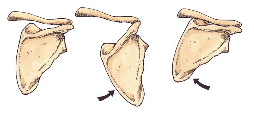 Trapezius inferior Kamkar et al.