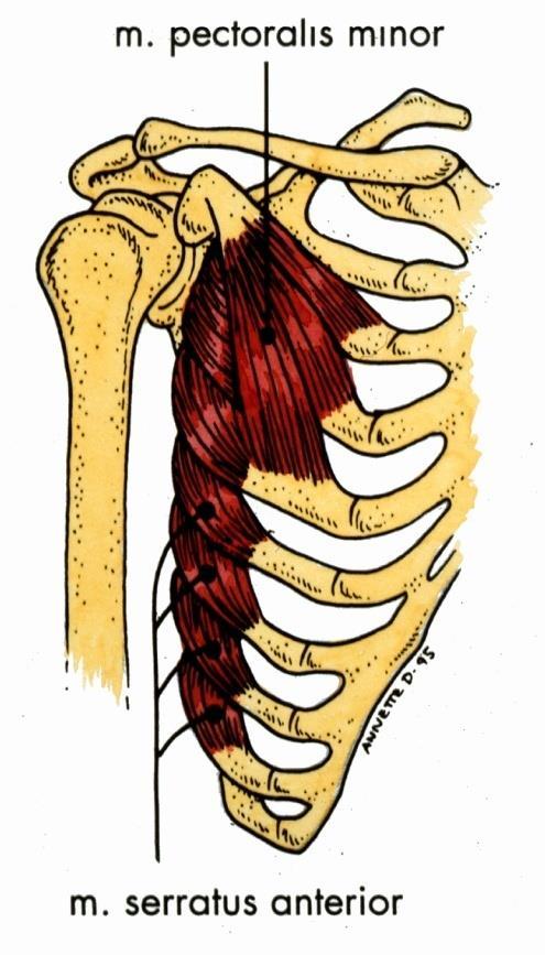 Stram pectoralis minor Dålig hållning Stänger