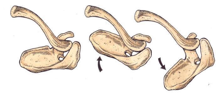 anterior, övre del,