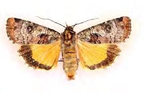 Dit hör den talrika förekomsten av brunt gräsmott (Crambus heringiellus), småprickig blåbärsvårvecklare (Acleris lipsiana) och gråboplattmal (Exaeretia allisella) som alla måste betraktas som