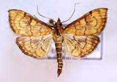 Andra intressatna noteringar är flera fynd av rosa jungfrufly (Eucarta virgo) och gråvattrat bandfly (Epilecta linogrisea) som återfinns i kustlandskap i södra Sverige, och nu alltså även dykt upp i
